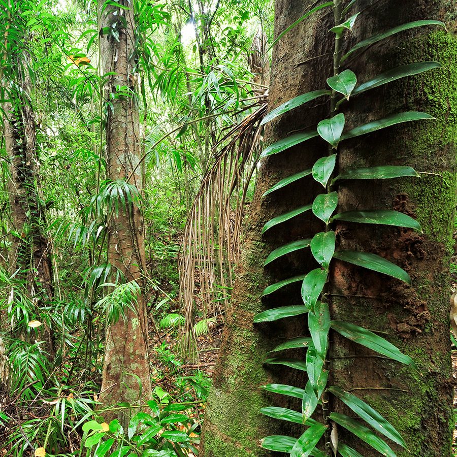 Sunshine Coast Hinterland. Credit: Getty Images.